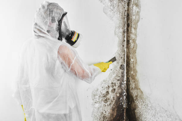 Office Mold Removal Services in Estill, SC