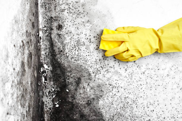 Trusted Estill, SC Mold Removal Experts