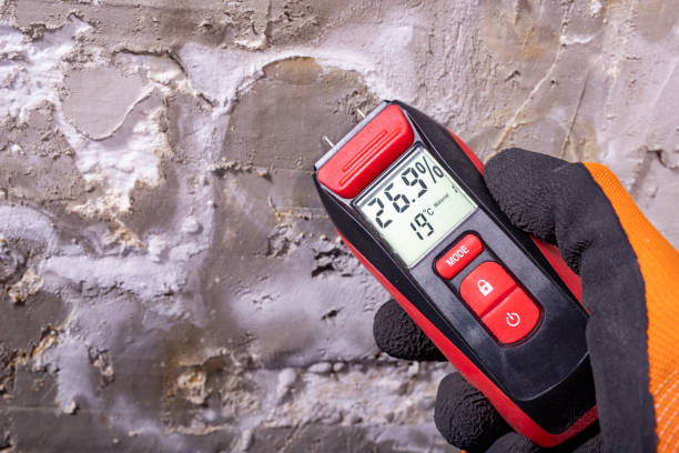 Best Emergency Mold Removal  in Estill, SC