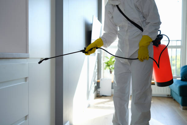Trusted Estill, SC Mold Removal Experts