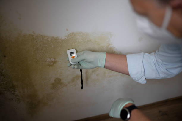 Best Local Mold Removal Service  in Estill, SC