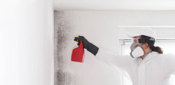 Best Crawl Space Mold Removal  in Estill, SC
