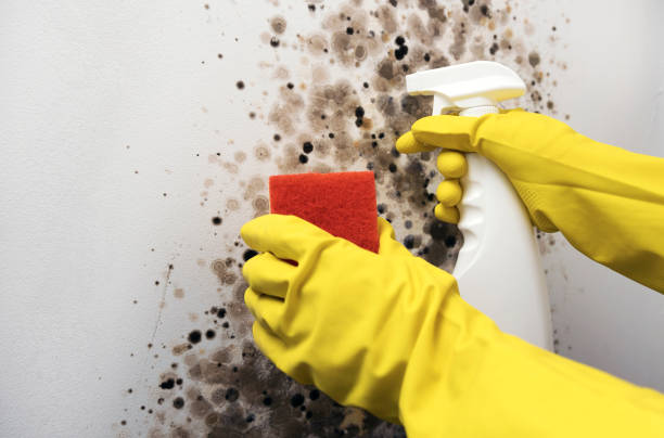 Mold Testing and Removal in Estill, SC