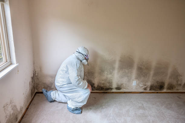 Best Mold Cleaning Services  in Estill, SC