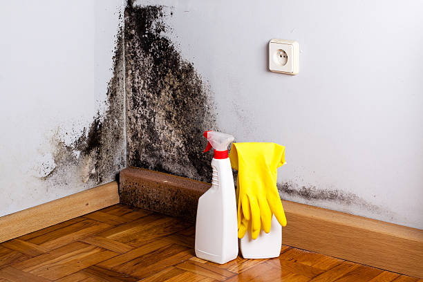 Best Residential Mold Removal  in Estill, SC
