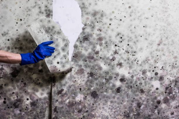 Best Black Mold Removal  in Estill, SC