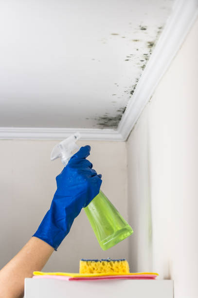 Mold Removal Process in Estill, SC