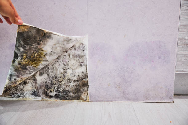 Best Same-Day Mold Removal  in Estill, SC